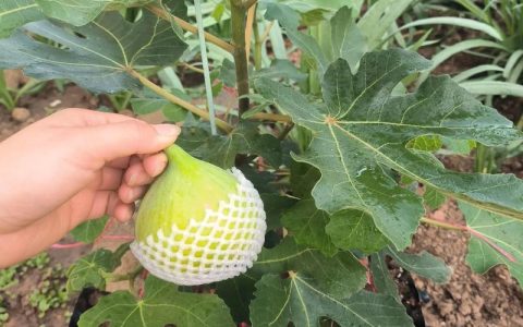 金傲芬葡萄适合盆栽吗？阳台葡萄种植全攻略