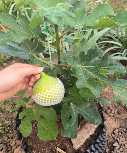 金傲芬葡萄适合盆栽吗？阳台葡萄种植全攻略
