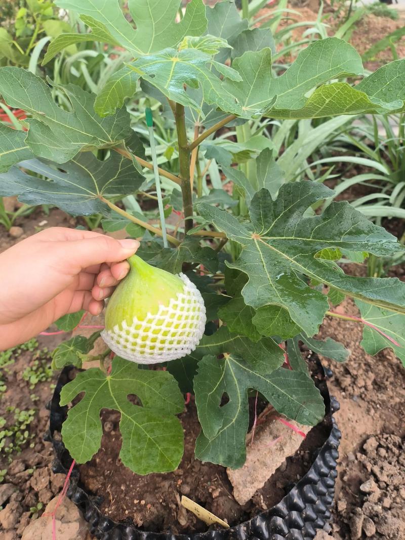 金傲芬葡萄适合盆栽吗?阳台葡萄种植全攻略 金傲芬葡萄适合盆栽吗?阳台葡萄种植全攻略
