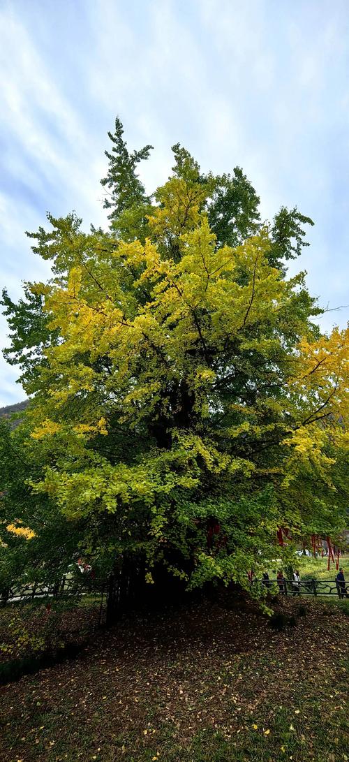 最大银杏树在哪里:探访中国五棵古银杏王准确位置与树龄数据 第一、贵州福泉银杏王:树龄6000年,胸径5.8米