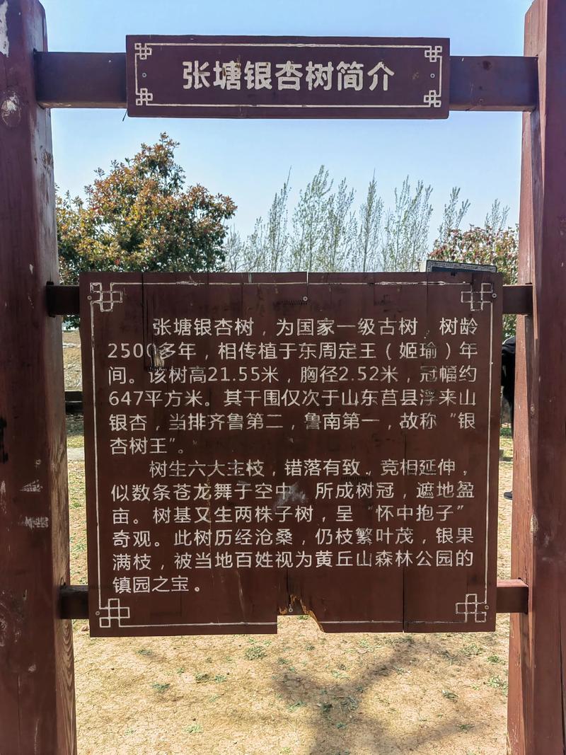 最大银杏树在哪里:探访中国五棵古银杏王准确位置与树龄数据 第二、天下银杏第一树:山东莒县浮来山,树龄4000年