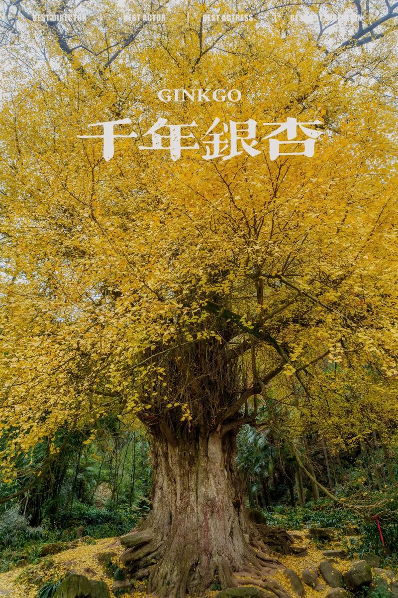 最大银杏树在哪里:探访中国五棵古银杏王准确位置与树龄数据 总结