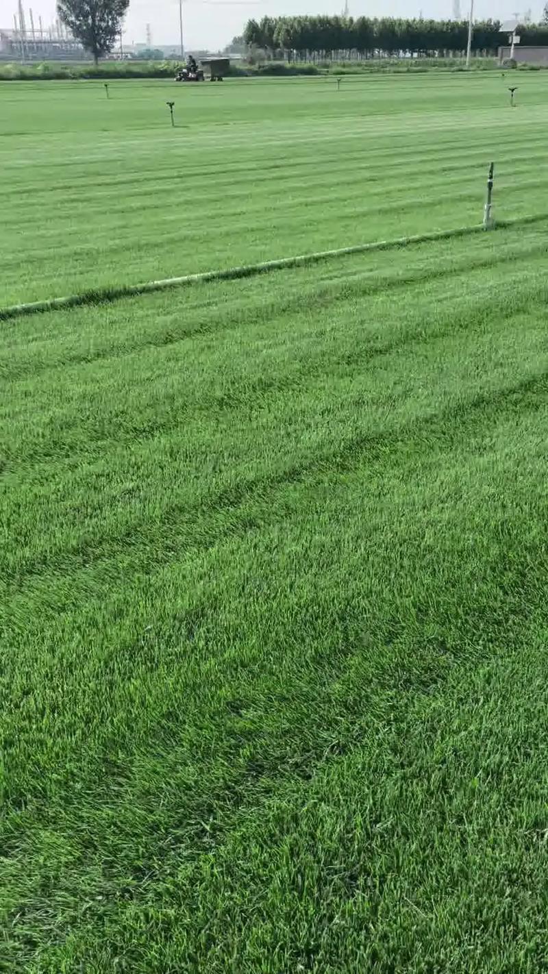 规格决定基础价：草皮类型与厚度
