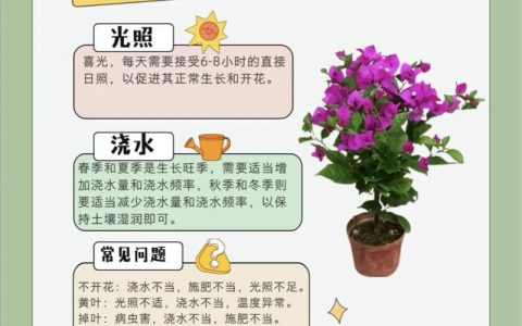 三角梅怎么养护才会开花不断？科学养护六步法