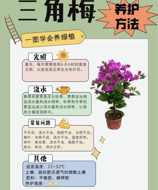 三角梅怎么养护才会开花不断？科学养护六步法