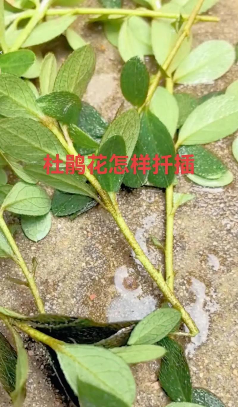 杜鹃花繁殖全攻略:扦插、嫁接与压条,三大方法参数详解 第三步:扦插操作流程与关键节点控制