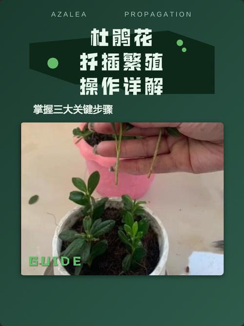杜鹃花繁殖全攻略:扦插、嫁接与压条,三大方法参数详解 第四步:成活率影响因素分析与差异放大
