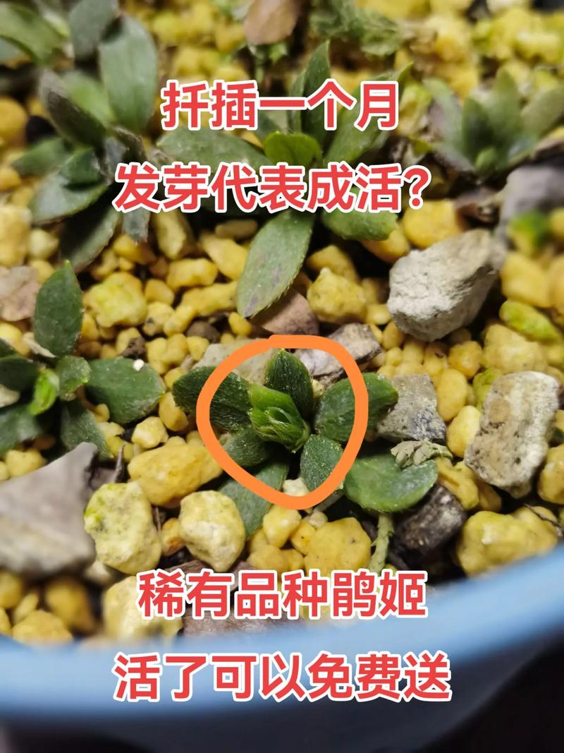 杜鹃花繁殖全攻略:扦插、嫁接与压条,三大方法参数详解 第五步:幼苗管理指南与移栽决策