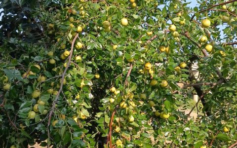 枣树种植经济分析：一棵枣树能让你富三年还是穷三年？
