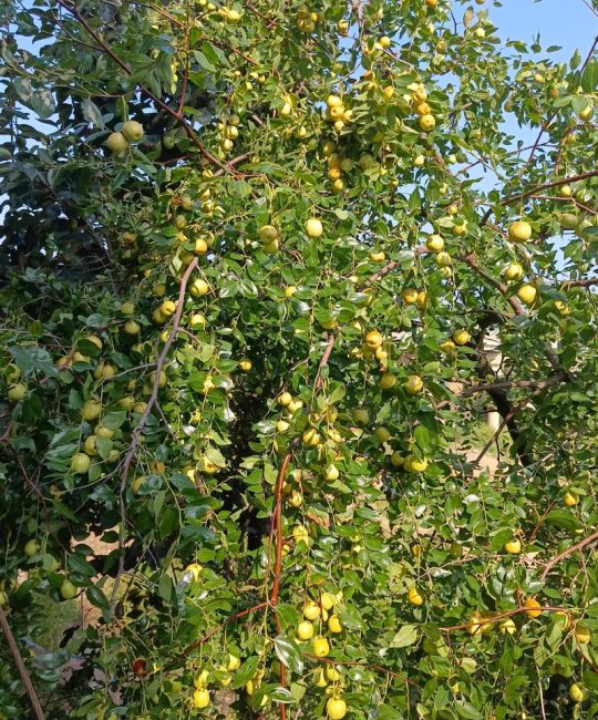 枣树种植经济分析：一棵枣树能让你富三年还是穷三年？