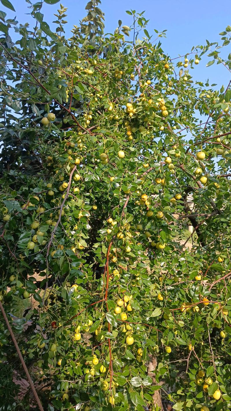 枣树种植经济分析:一棵枣树能让你富三年还是穷三年? 枣树种植经济分析:一棵枣树能让你富三年还是穷三年?