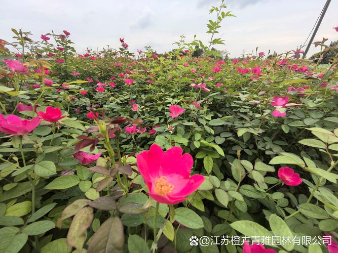 丰花月季套什么定额?绿化工程造价与庭院种植完整指南 越冬与越夏管理