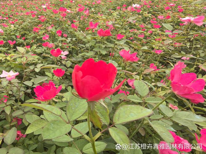 丰花月季套什么定额?绿化工程造价与庭院种植完整指南 盆栽/地栽选择决策