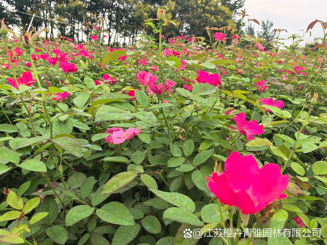 丰花月季套什么定额?绿化工程造价与庭院种植完整指南 常见误区与纠正