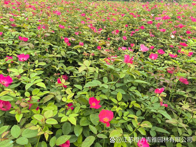 丰花月季套什么定额?绿化工程造价与庭院种植完整指南 总结