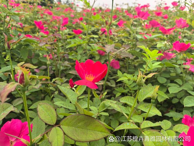 丰花月季套什么定额?绿化工程造价与庭院种植完整指南 FAQ