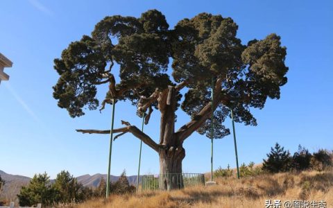 大竹柏树多少钱一棵？2025年规格、产地与报价全解析