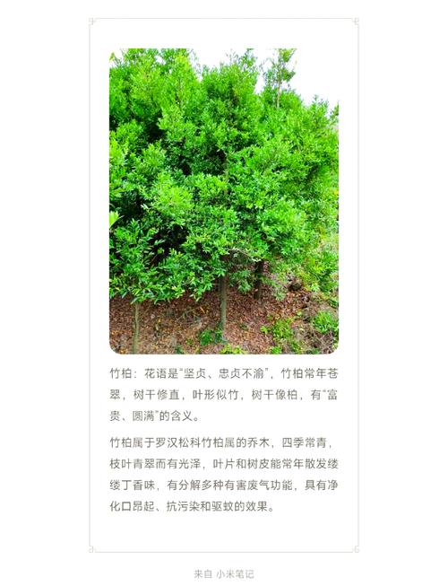 FAQ：关于大竹柏树价格的常见疑问