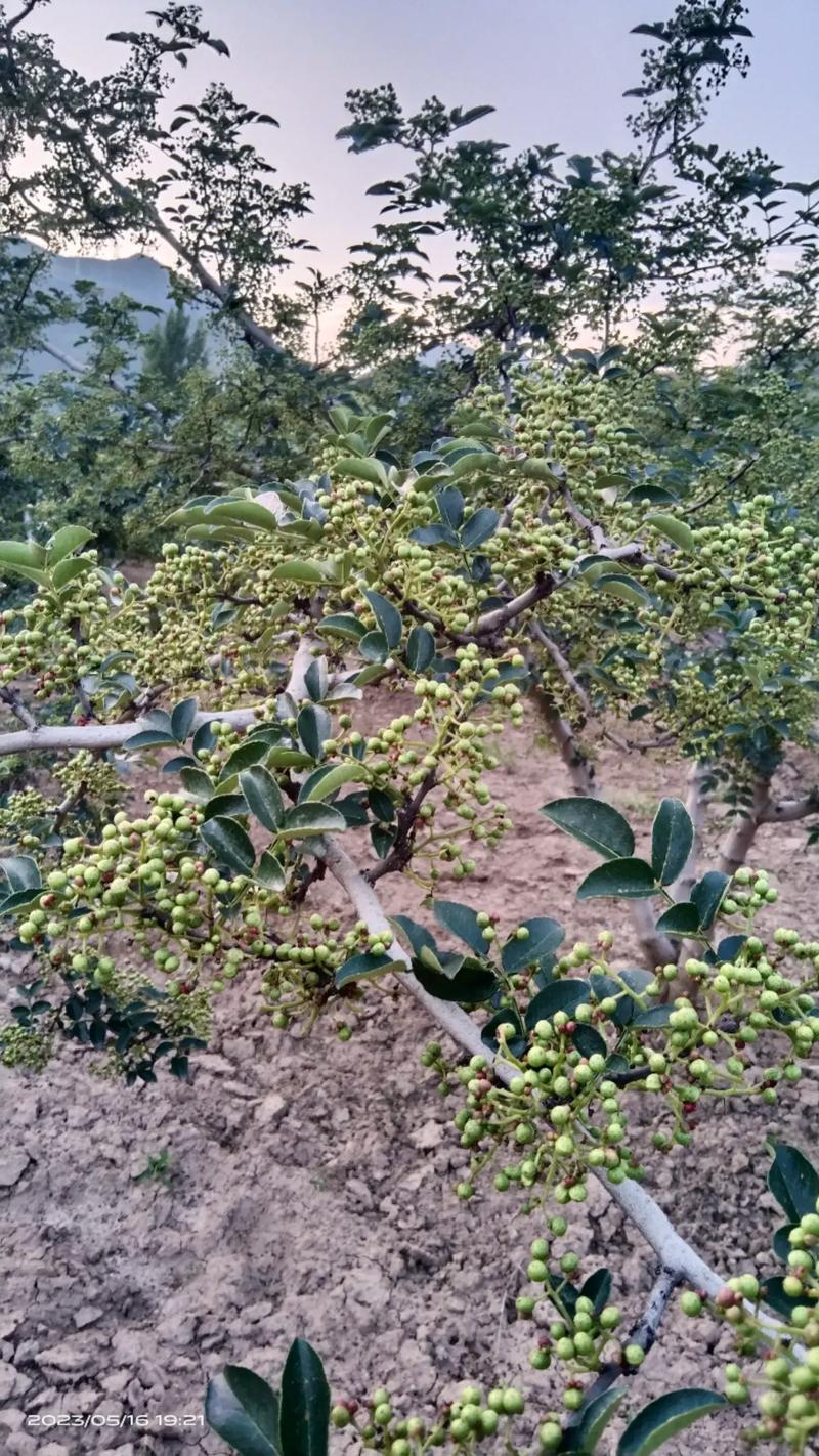 花椒树招蛇吗?揭秘花椒树与蛇的真实关系 花椒树自身的“防御武器”