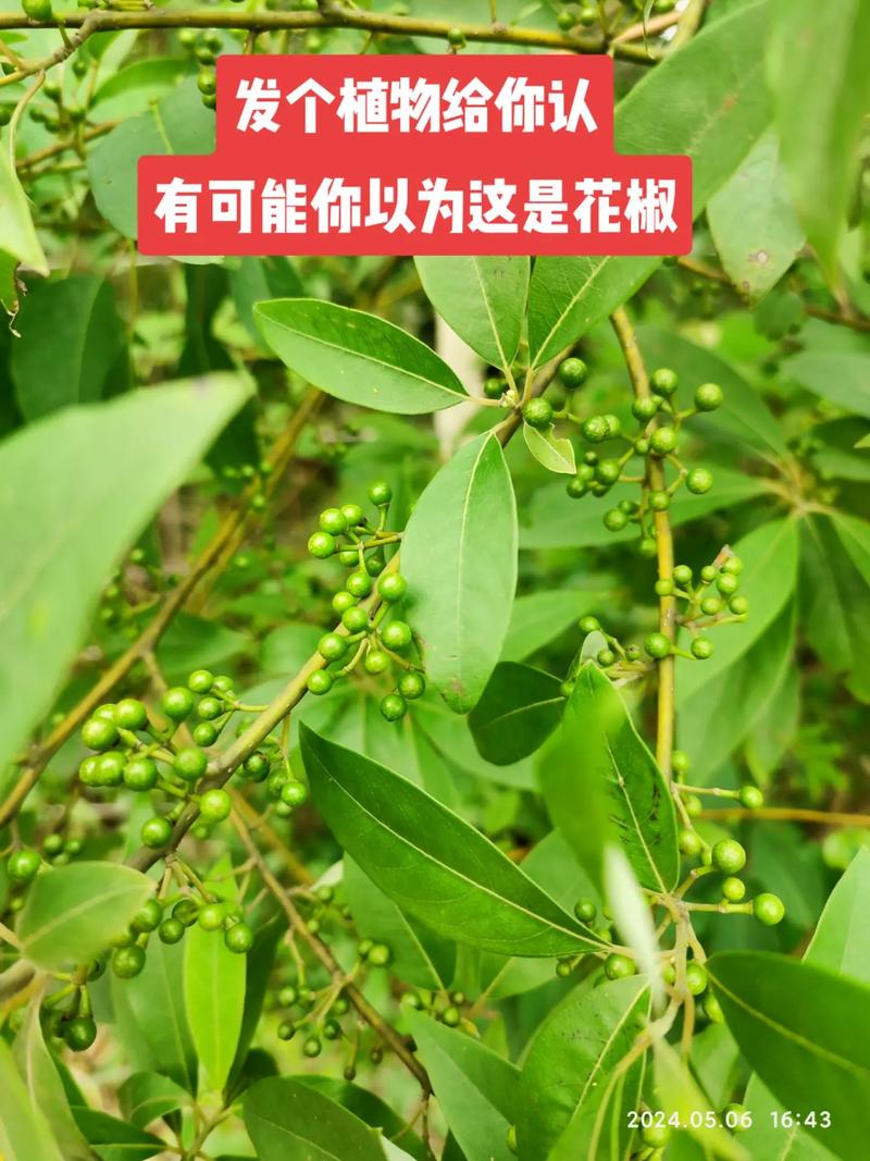 花椒树招蛇吗?揭秘花椒树与蛇的真实关系 结论:科学认知,安心种植