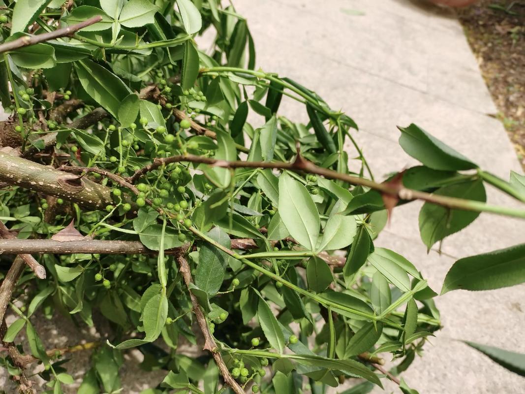 花椒树招蛇吗?揭秘花椒树与蛇的真实关系 实际园艺建议:如何安全种植花椒树?