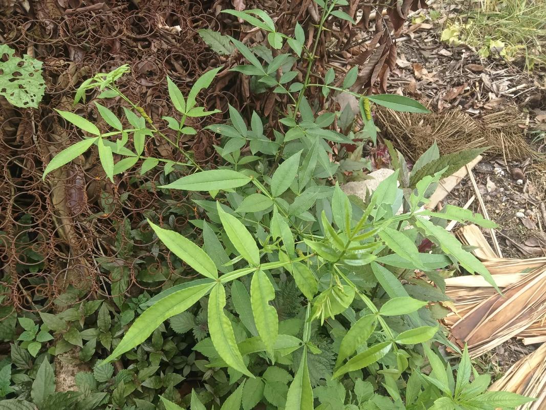 花椒树招蛇吗?揭秘花椒树与蛇的真实关系 例外情况:为什么有人会在花椒树下发现蛇?