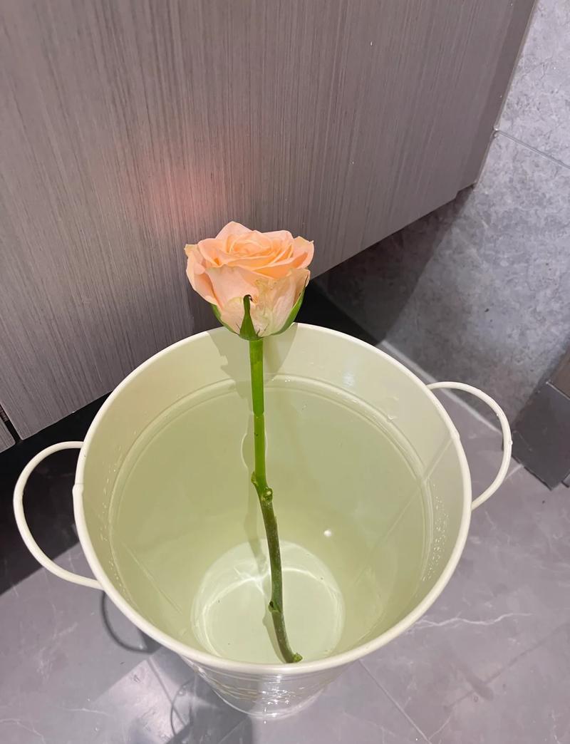 盆栽与地栽选择决策