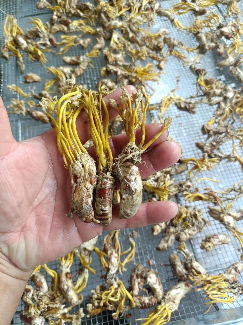 哪里的金蝉花最好?从园艺视角看产地与品质 二、主产区横向对比:哪里的金蝉花最好?