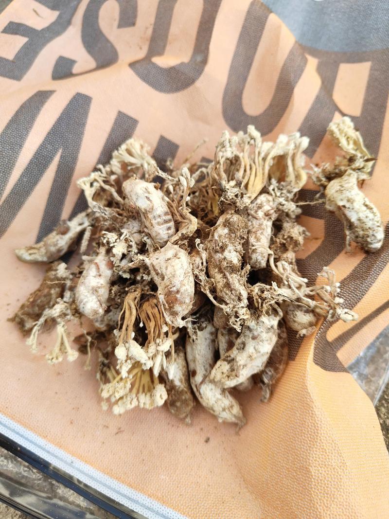 哪里的金蝉花最好?从园艺视角看产地与品质 四、选购与鉴别要点