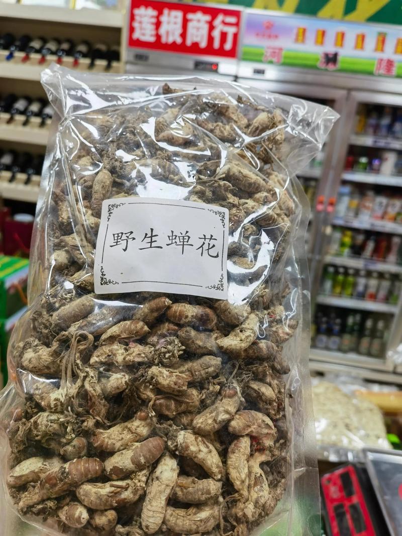哪里的金蝉花最好?从园艺视角看产地与品质 三、人工栽培的可能性与挑战