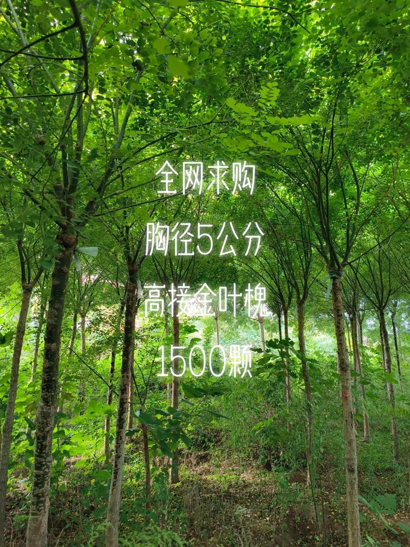 20的洋槐树多少钱一颗?胸径20cm价格参考与五大影响因素详解 产地差异:不同产区洋槐树价格对比