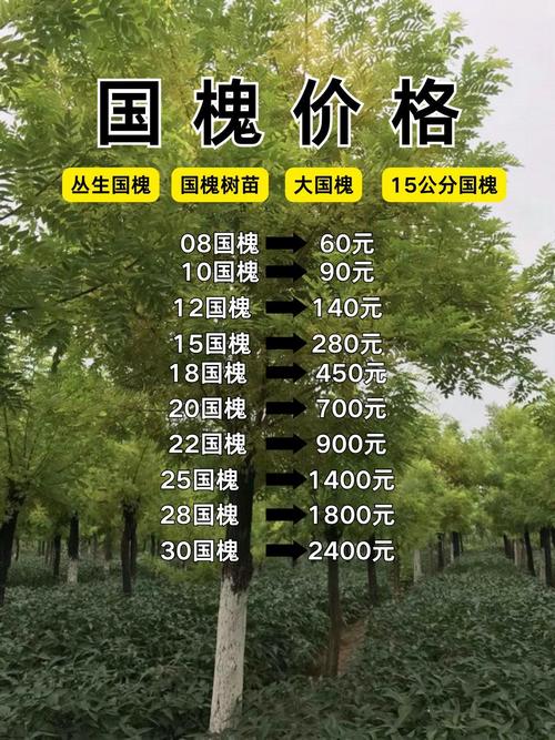 20的洋槐树多少钱一颗?胸径20cm价格参考与五大影响因素详解 询价指南:如何获取精准报价
