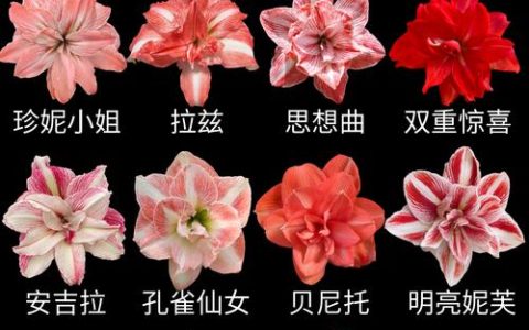 朱顶红种球种植方法和注意事项：从选种到开花的全流程指南