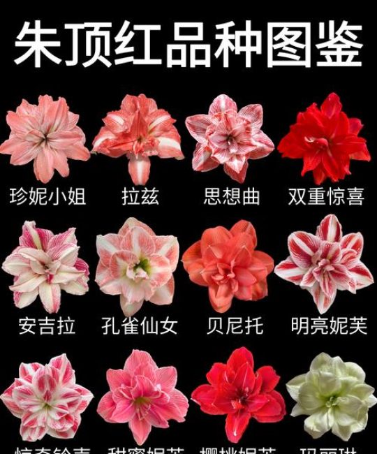 朱顶红种球种植方法和注意事项：从选种到开花的全流程指南