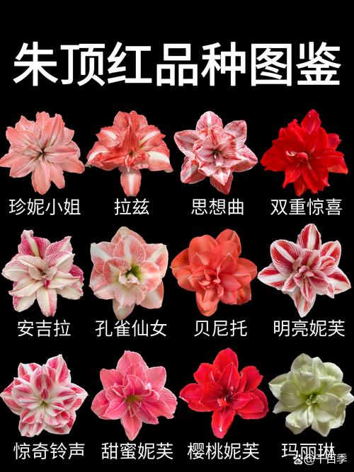 朱顶红种球种植方法和注意事项:从选种到开花的全流程指南 适宜时间规划