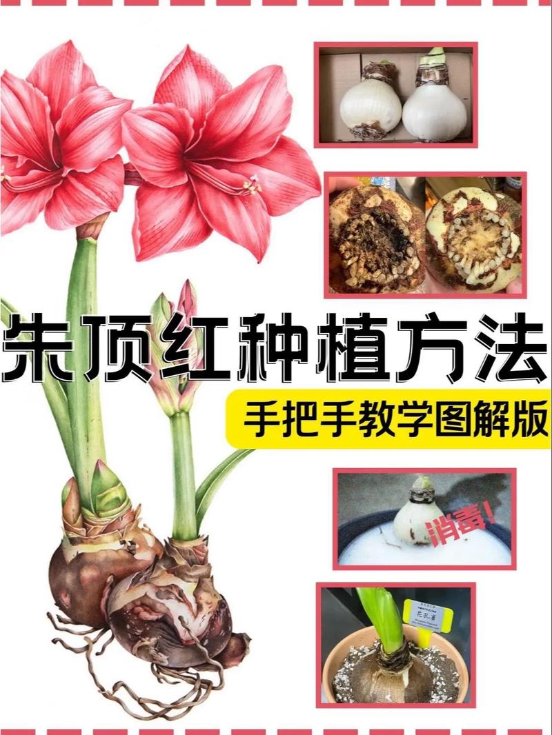 朱顶红种球种植方法和注意事项:从选种到开花的全流程指南 浇定根水实操