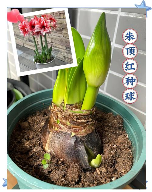 朱顶红种球种植方法和注意事项:从选种到开花的全流程指南 缓苗管理