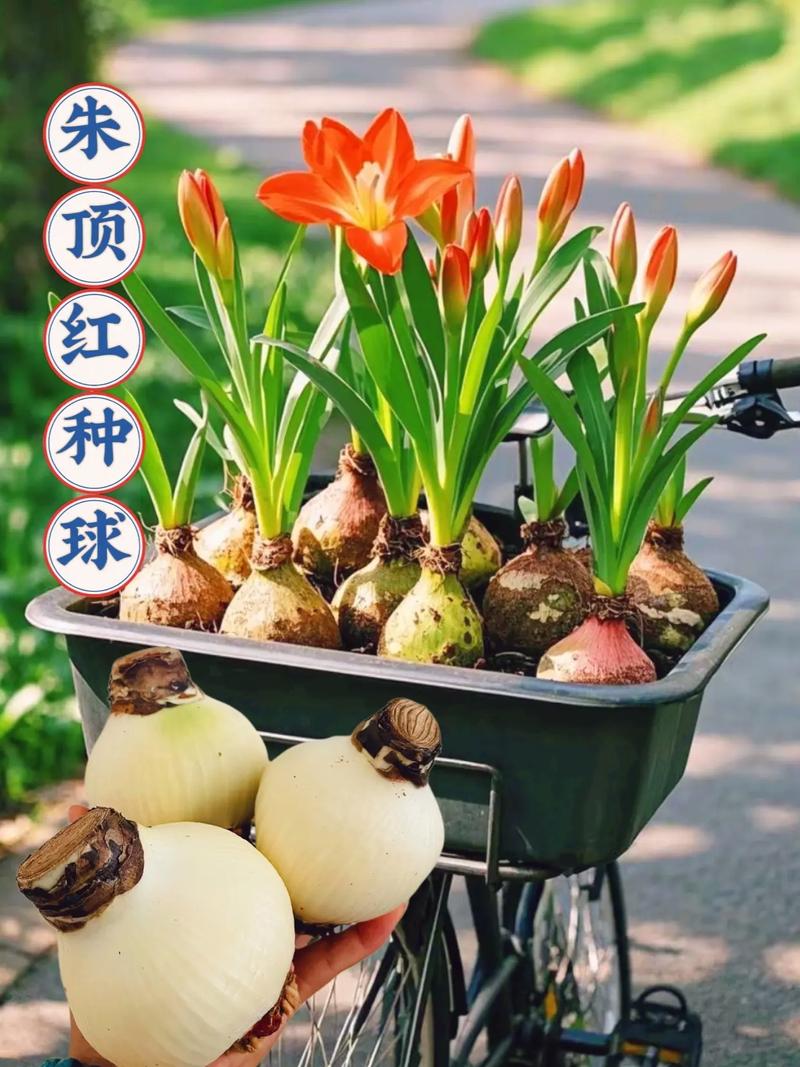朱顶红种球种植方法和注意事项:从选种到开花的全流程指南 成活注意事项