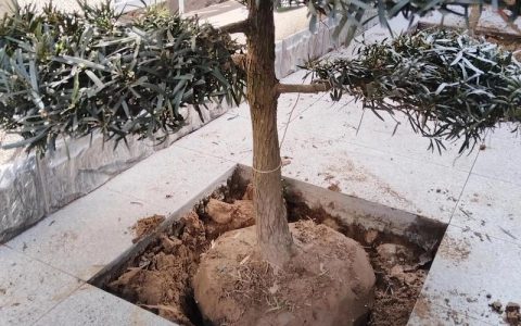 罗汉松能种在家里吗？庭院地栽与阳台盆栽全指南