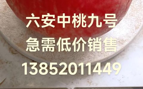 中桃九号：晚熟优质鲜食桃树品种详解