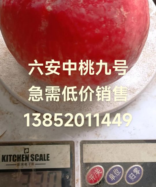 中桃九号：晚熟优质鲜食桃树品种详解