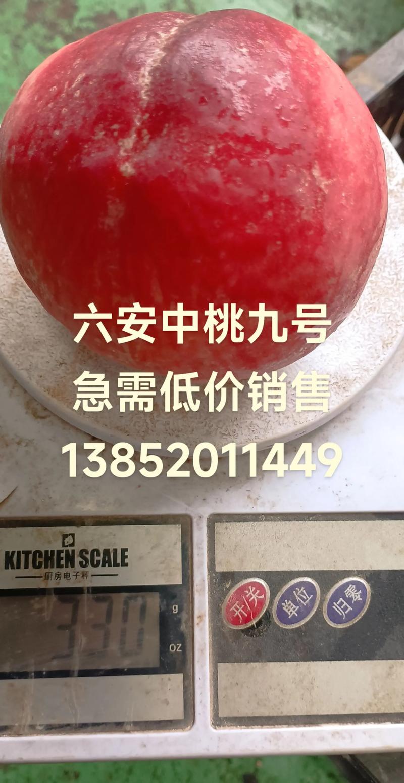 中桃九号:晚熟优质鲜食桃树品种详解 中桃九号:晚熟优质鲜食桃树品种详解
