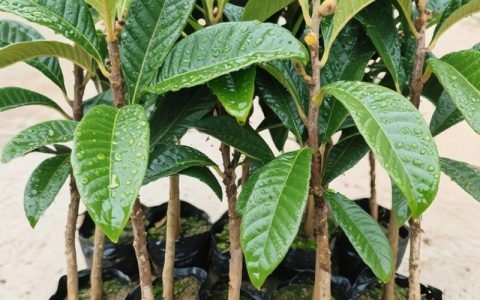 枇杷树可以栽在屋前吗？庭院种植的品种选择与采购指南
