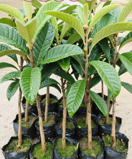枇杷树可以栽在屋前吗？庭院种植的品种选择与采购指南