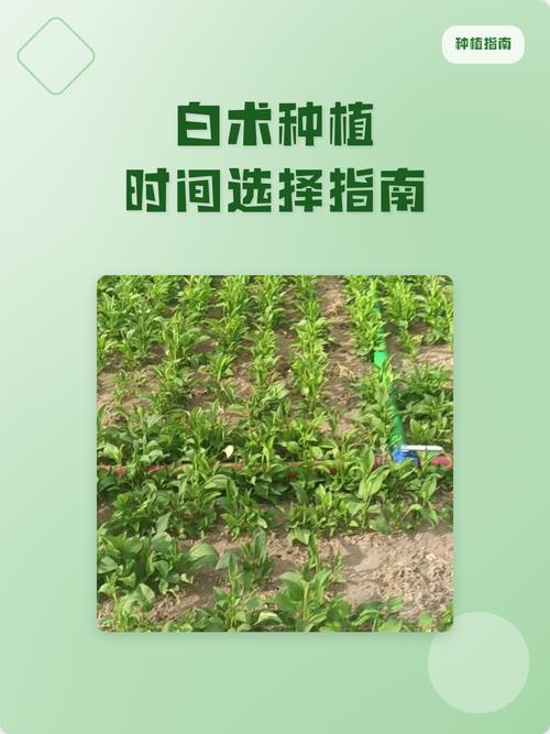 白术什么时间种植?从选时到成活的完整种植指南 四、栽植深度