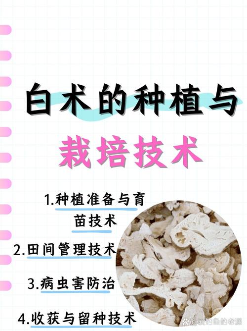 白术什么时间种植?从选时到成活的完整种植指南 六、缓苗管理