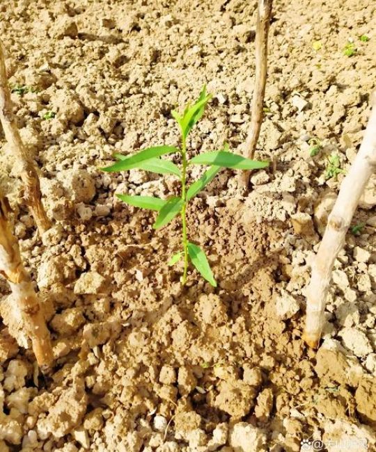 桃树苗木繁育应采用嫁接繁殖技术以实现早果高产