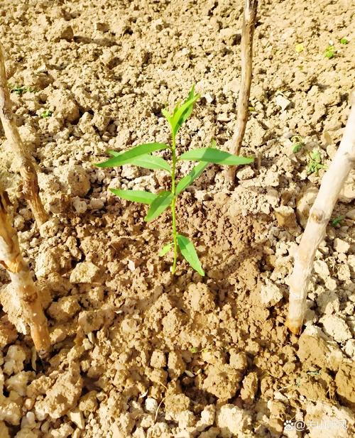 桃树苗木繁育应采用嫁接繁殖技术以实现早果高产 桃树苗木繁育应采用嫁接繁殖技术以实现早果高产