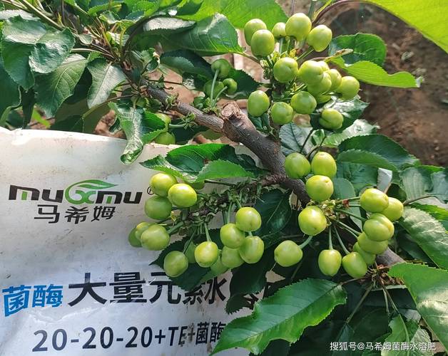 第一年栽的樱桃树,如何科学施肥才能打好丰产基础? 施肥方法必须遵循“远距离、浅层化”原则