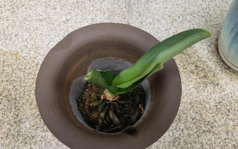 蝴蝶兰花苞枯萎怎么办？常见原因及解决办法